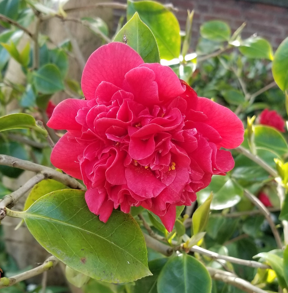 Dense, overlapping red petals