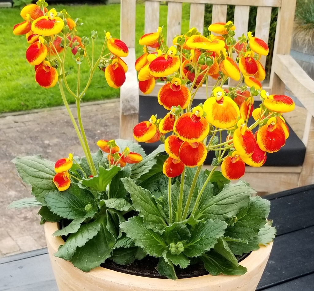 dark green leaves with scalloped margins below the flowers