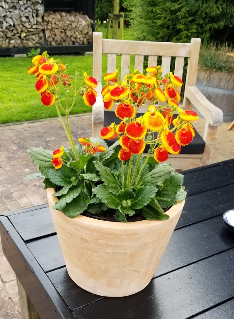 bright yellow and brown flowers shaped like a pouch