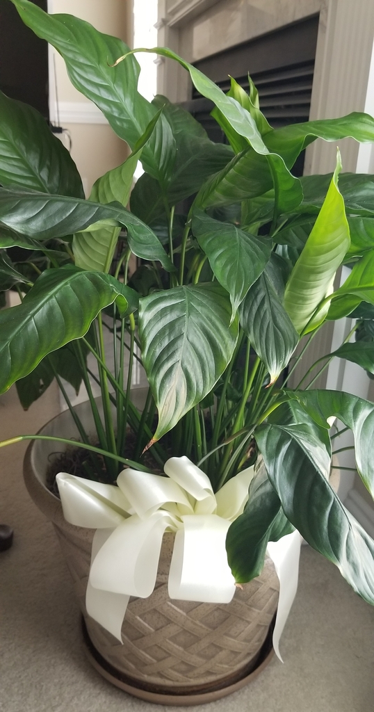 large, glossy, dark green elliptical