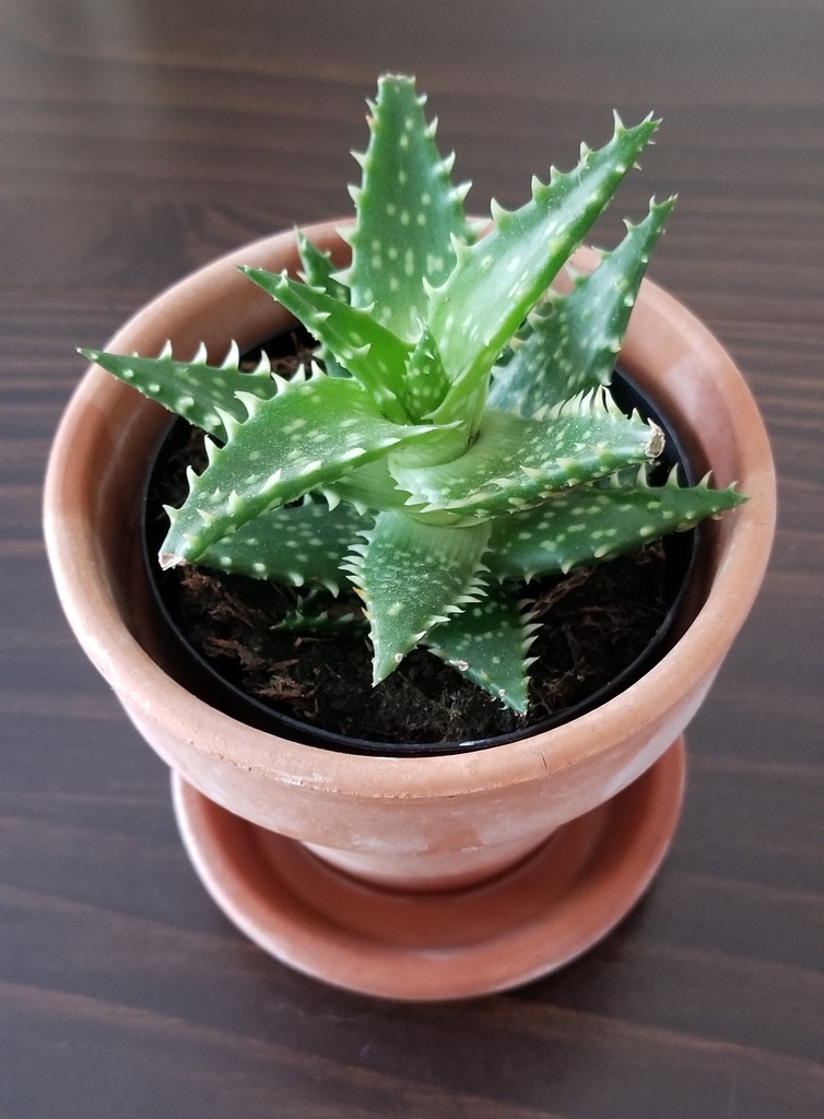 basal rosette form, lance shaped leaves, lined with teeth