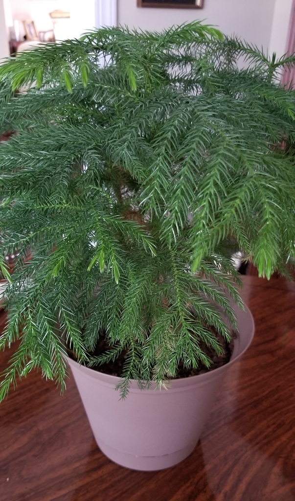 dense, dark green, awl-shaped, lanceolate, 0.5 inch long leaves