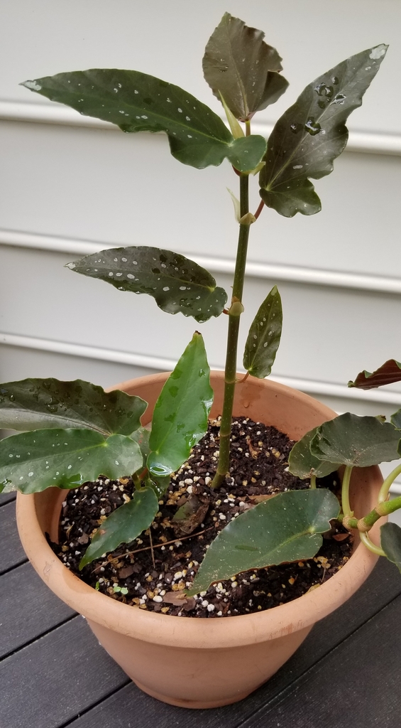 cane-type, large, dark green leaves with white dots
