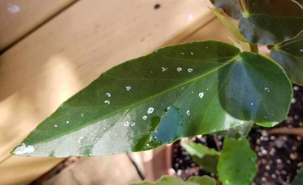 large, asymmetrical dark green leaves with multiple white dots
