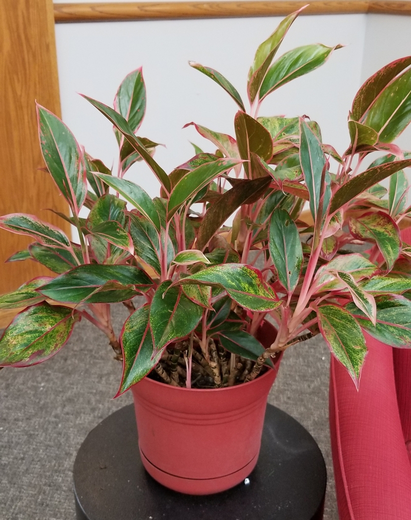 glossy, broad, lance-shaped, pink, green, and red leaves