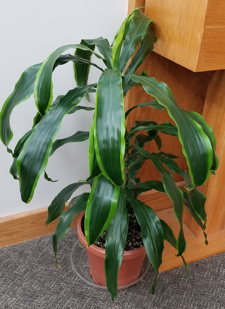 unbranched stalk with broad, green, strap-like leaves