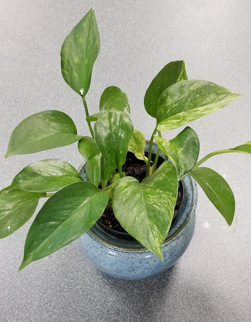 glossy, variegated leaves with cascading stems