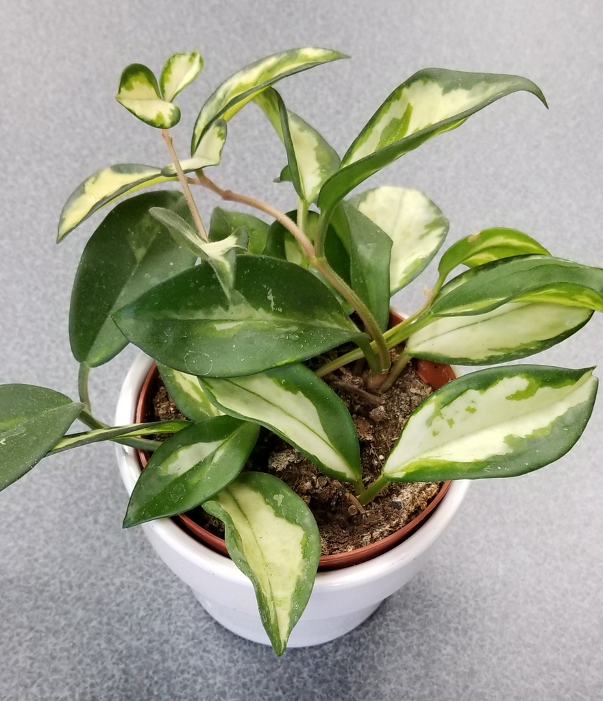 thick, waxy, variegated leaves of green and creamy white