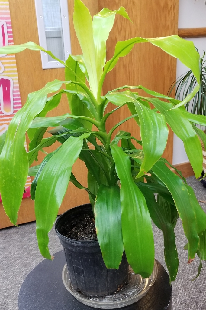 large, strap-like, green leaves