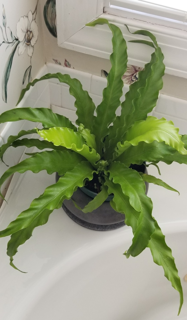strap-shaped, glossy, bright green leaves with wavy margins