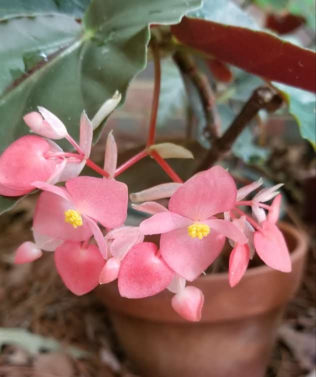 panicles with red stems holding rosy-pink flowers