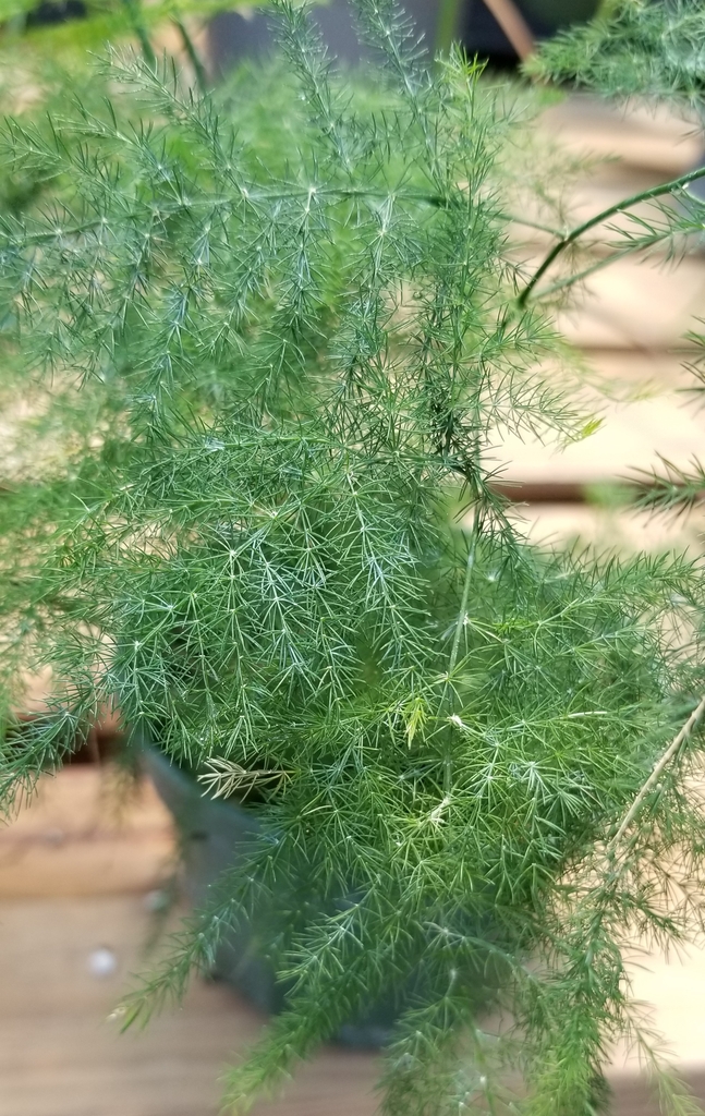 soft, fine, feathery, lime green needle-like fronds