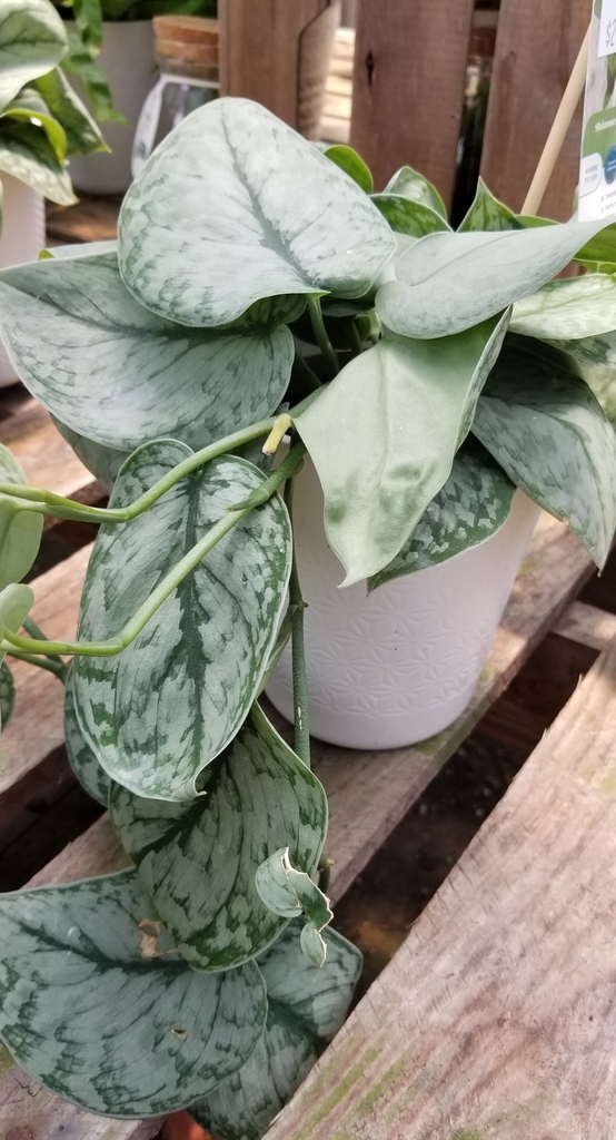 trailing dark green leaves with silver mottled variegation