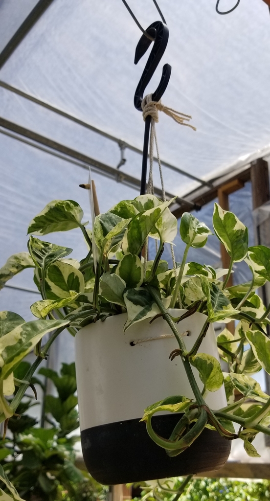 hanging pot small, green leaves with cream colored variegation,