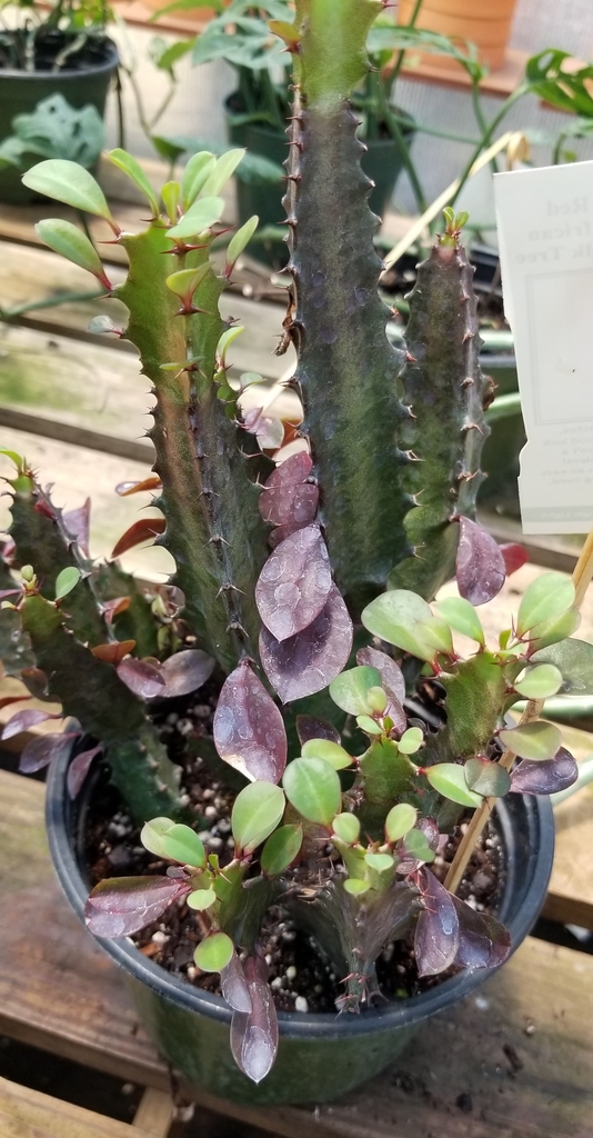 erect, multi-stemmed, columnar, sharp spines, small green leaves
