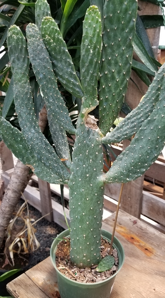 the stems have flat, green, elliptical, pad-like sections
