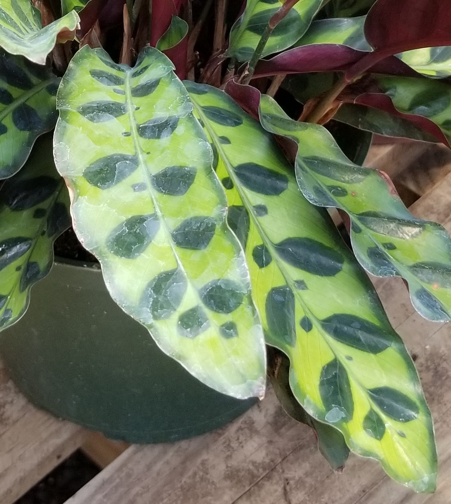 pale green leaves, dark green blotches at the side of the midrib