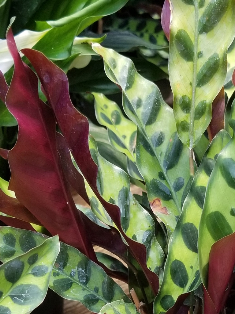 underside of the leaves are purple-maroon