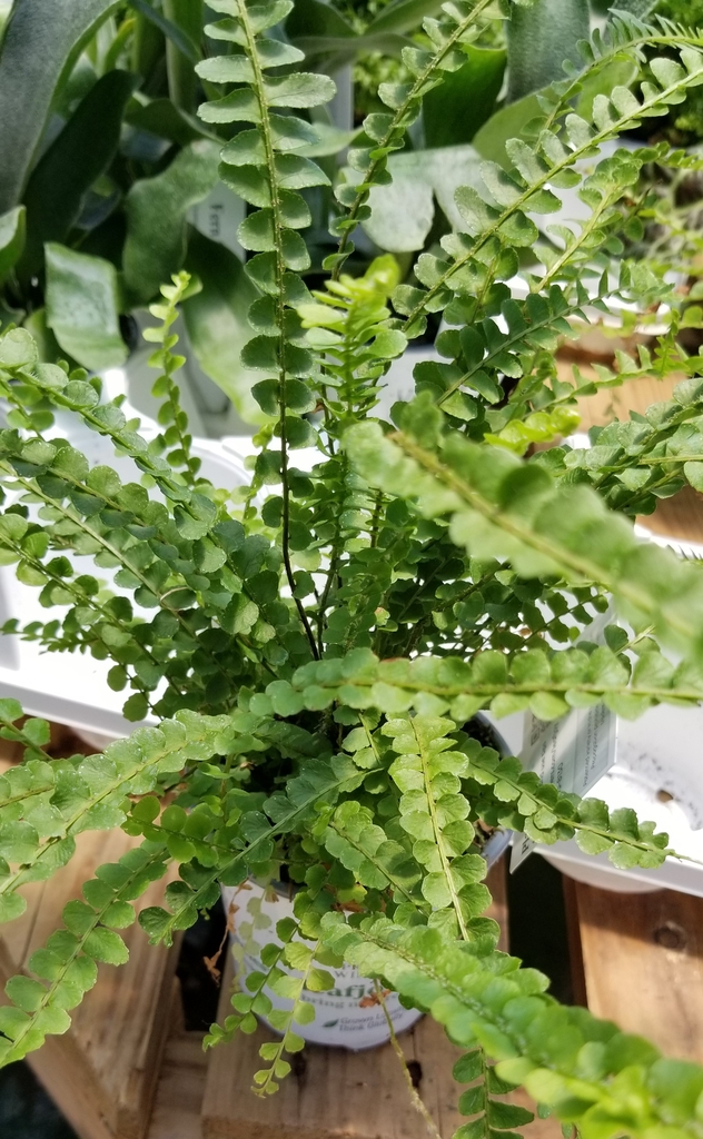 compact, dwarf variety, petite green leaves