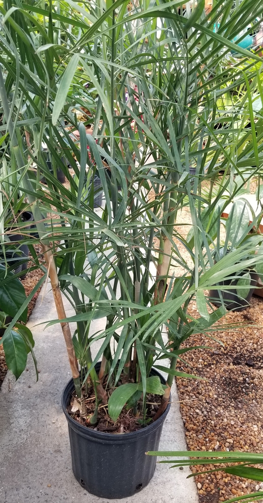 Houseplant view