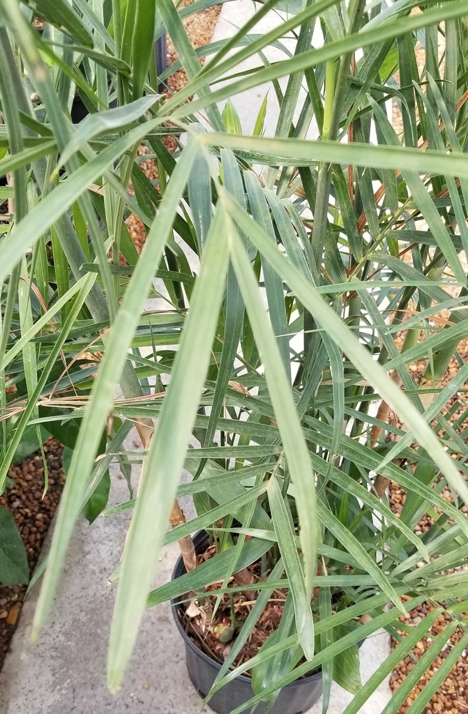foliage view