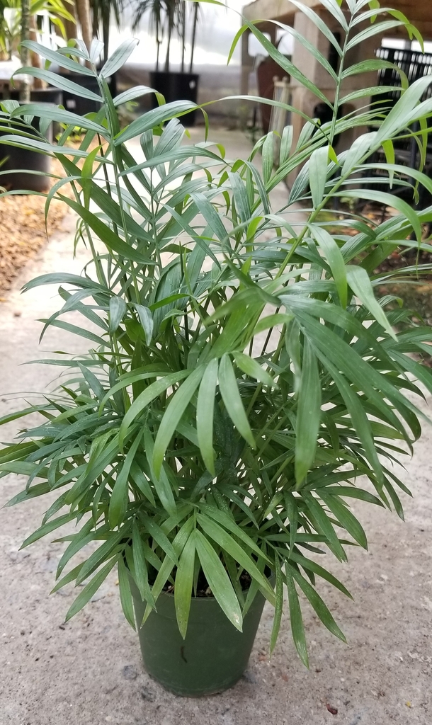 Houseplant view