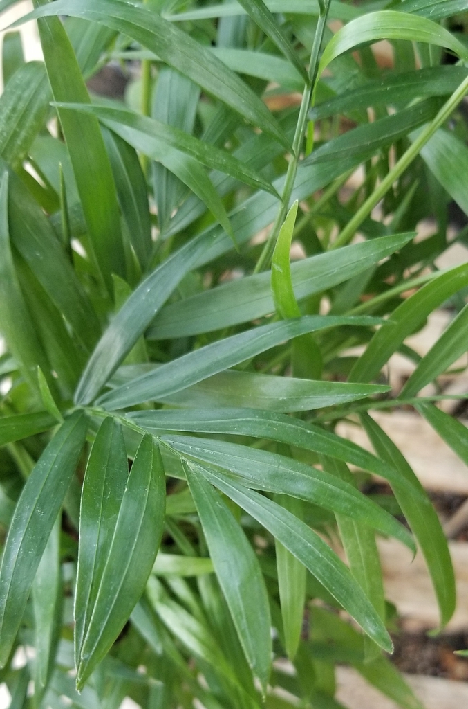 foliage view