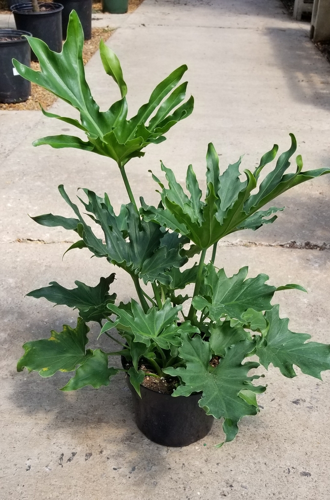 Houseplant view