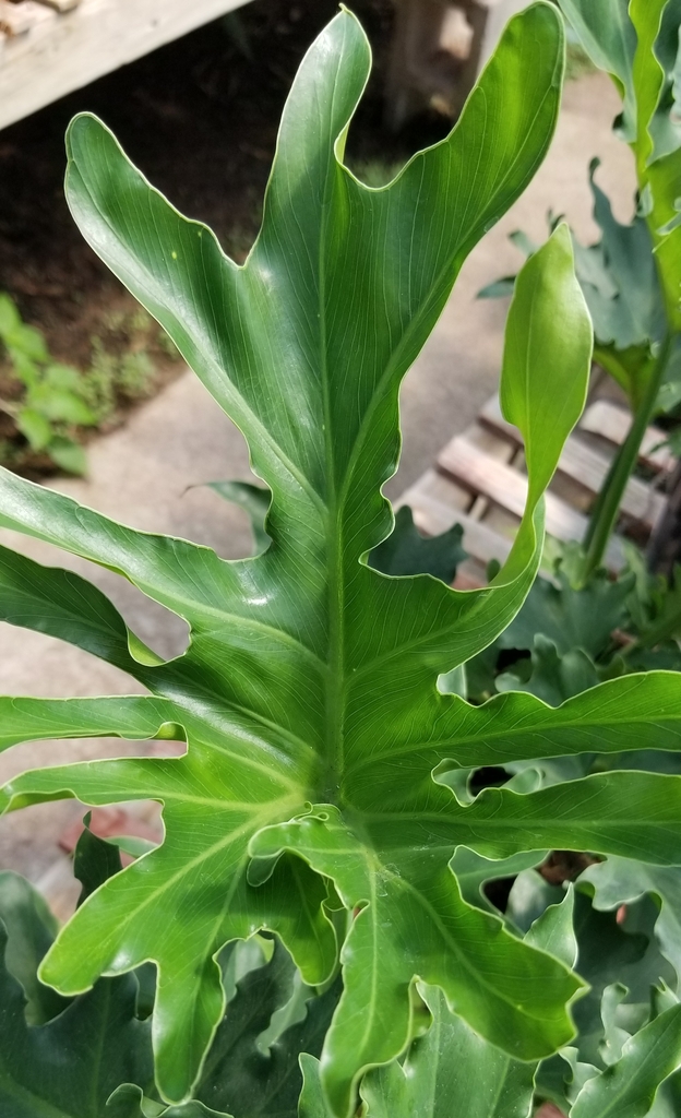 foliage