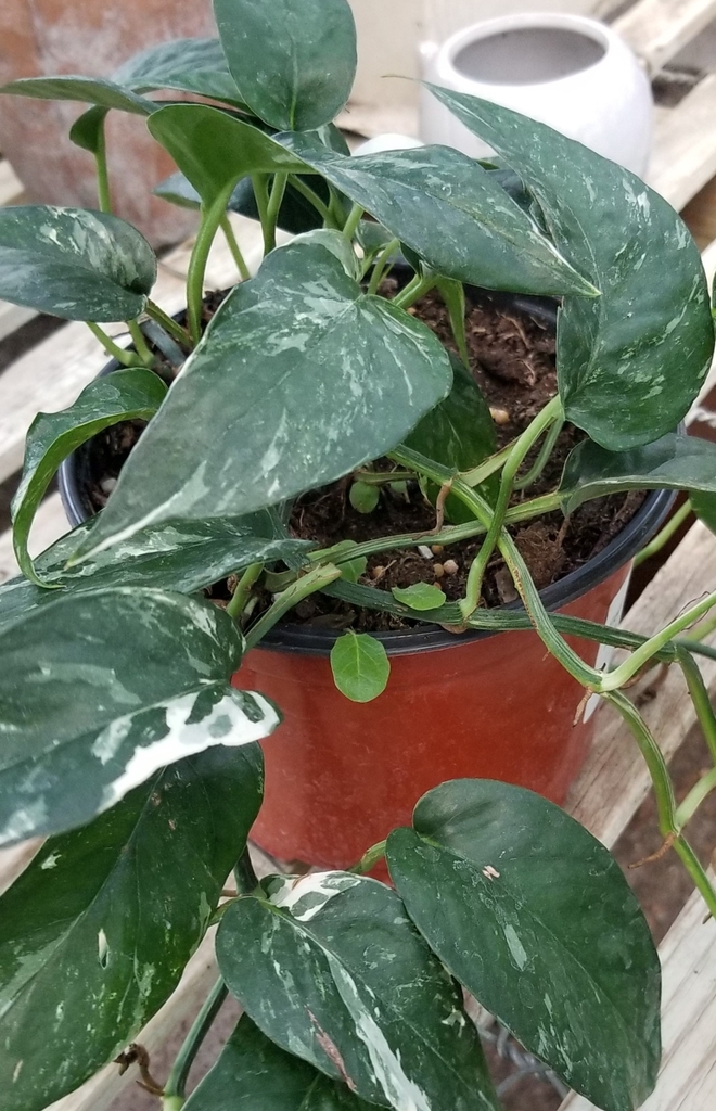 houseplant view with young leaves