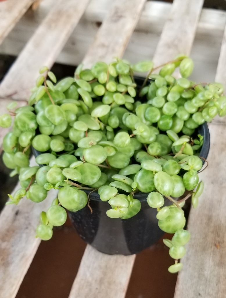 Houseplant view