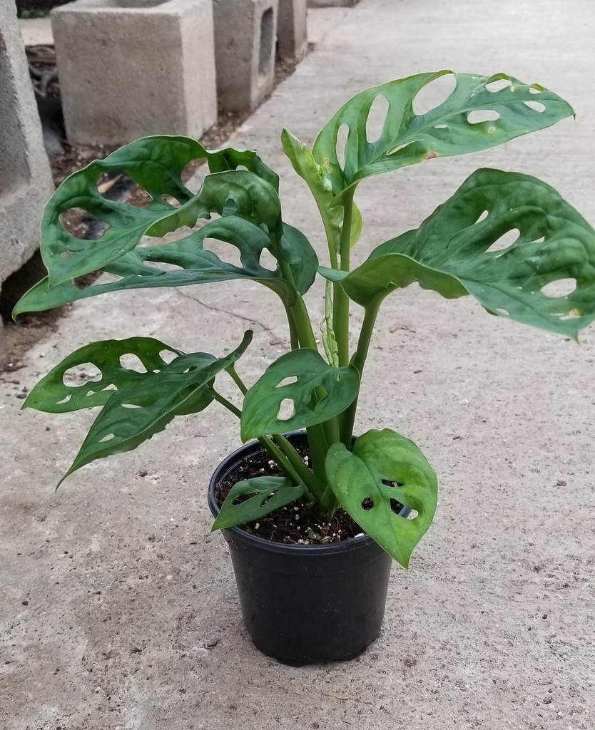 Monstera adansonii (Swiss Cheese Plant) houseplant view