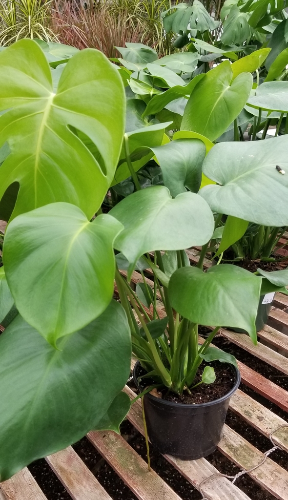 Monstera deliciosa (Split-leaf philodendron) houseplant view