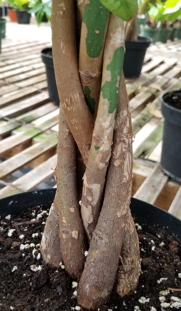 Pachira aquatica houseplant with a braided trunk