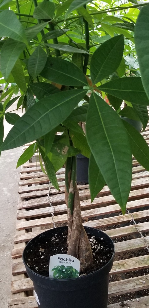 Pachira aquatica houseplant view