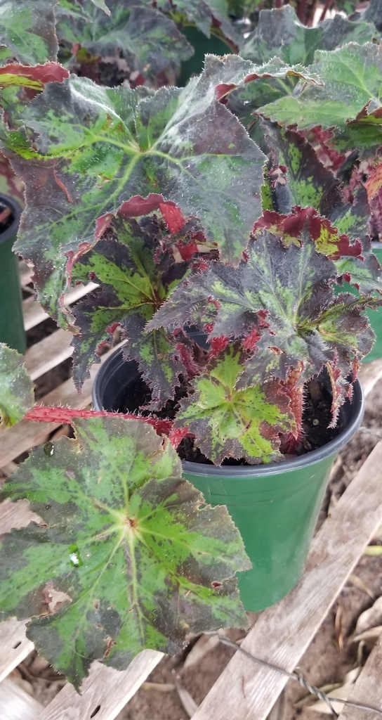 Begonia--Rex Types (Painted Leaf Begonia) houseplant view
