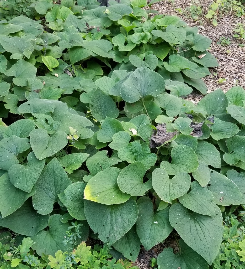 dark green, heart-shaped leaves with a rough and hairy texture