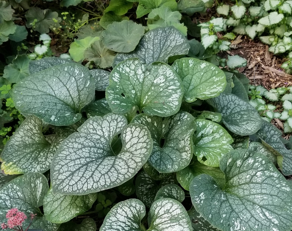 silvery leaves with dark green edges and dark green veins
