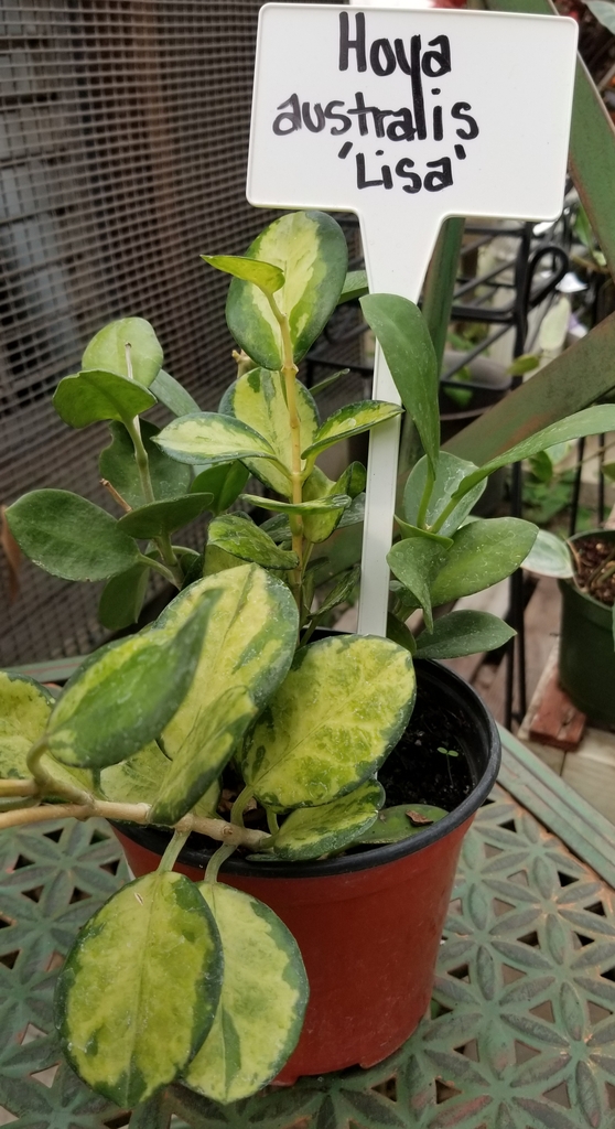 houseplant view of cultivar 'Lisa'