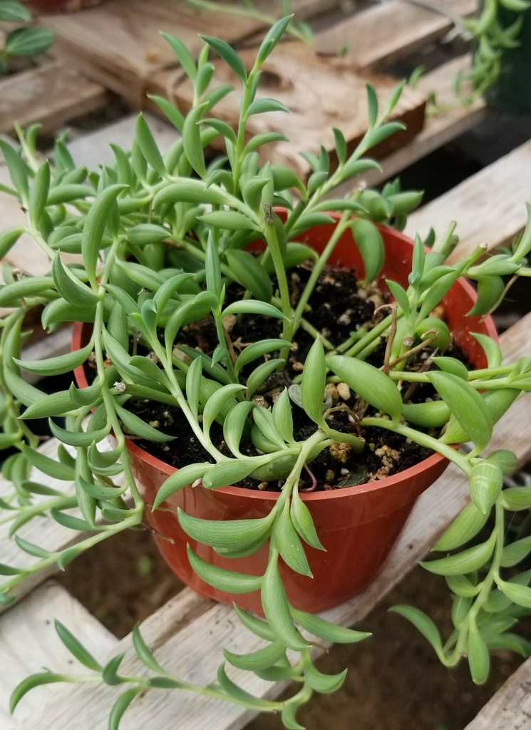 green, thick, fleshy, banana-shaped leaves