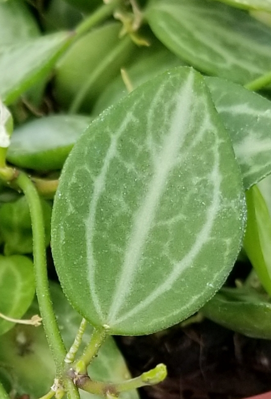 close-up of variegated leaf