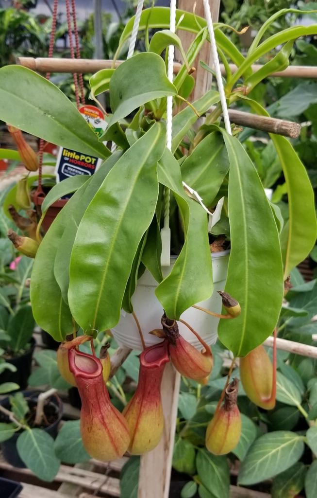 hanging pot displaying multiple pitchers