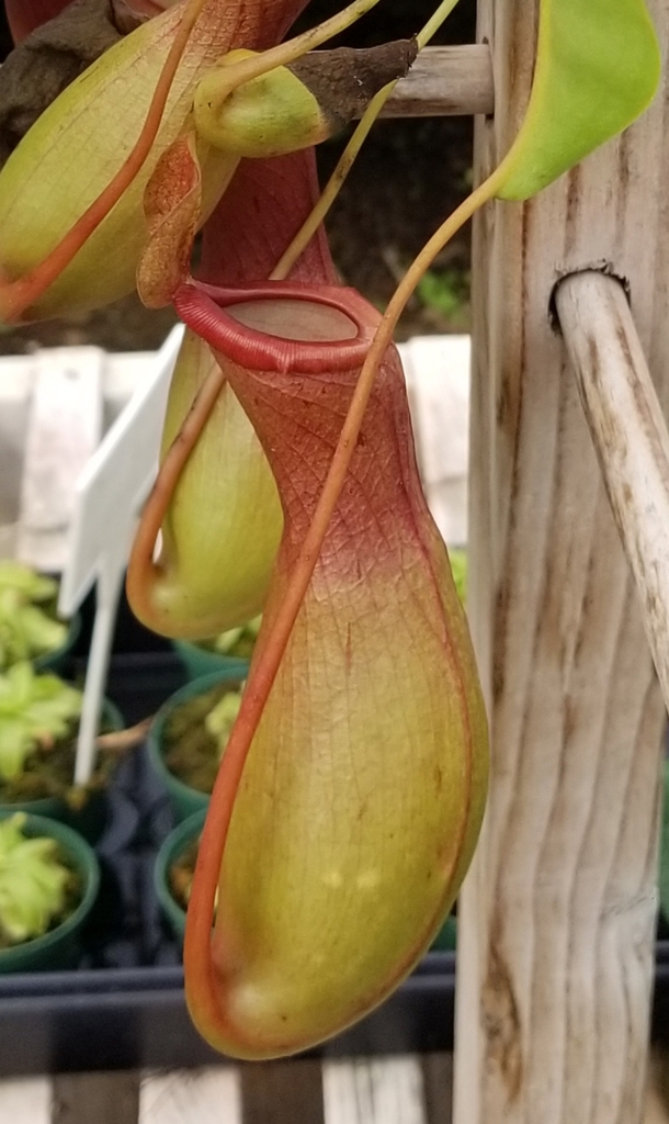 Close-up view of leaf tip, tendril, and  greenish-red pitcher