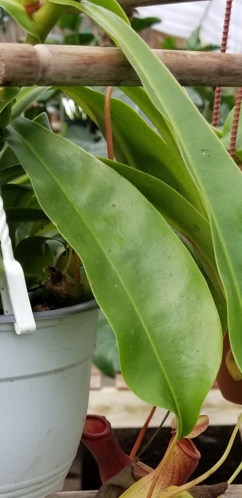 close-up of green leaves, tendril at the tip of the leaf