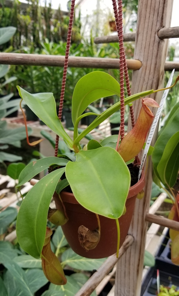 close-up of hanging pot