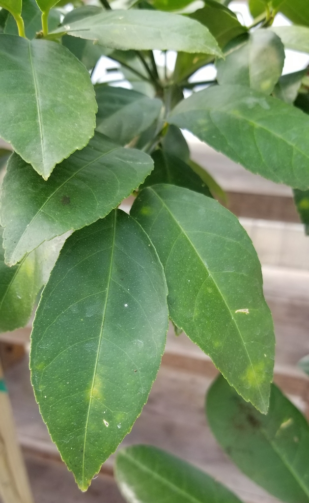 close-up of green, ovate leaves with crenate margins