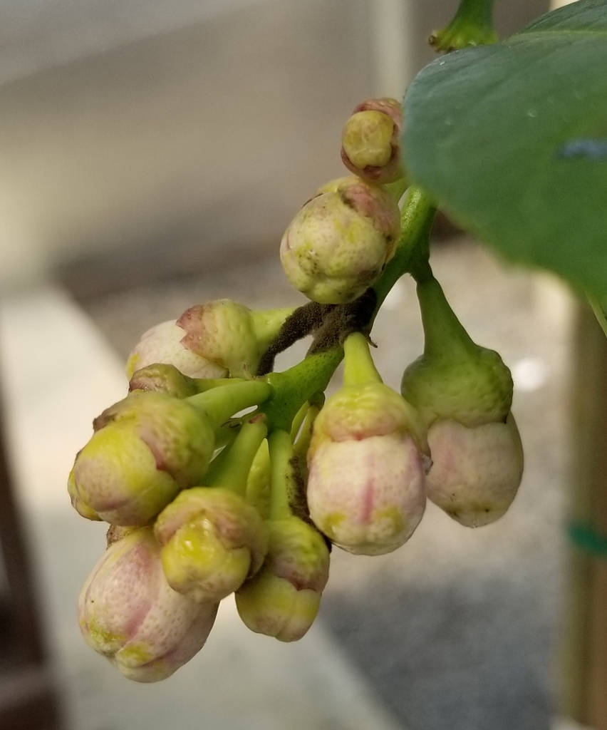view of flower buds, cultivar 'Ponderosa'