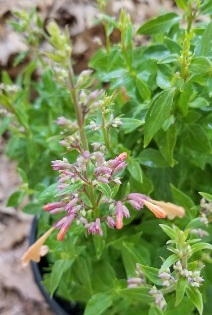 delicate, soft peach colored tubular flowers