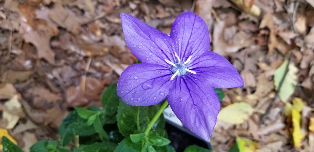 flat, bell-shaped, bluish-purple bloom with 5 pointed lobes