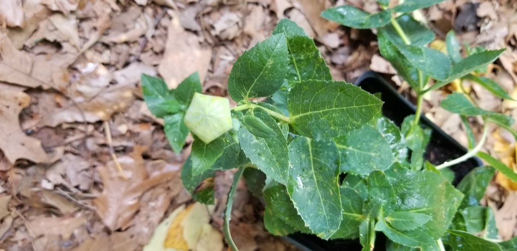 green balloon-shaped bud